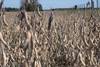 ciat RS117720_20220504ID_0006-3