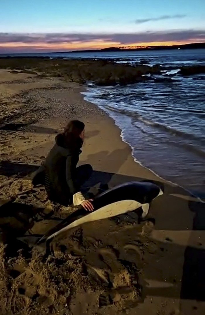 Varamiento y devolución al mar de delfín liso austral. Fotograma de video de Álvaro Pérez Tort (BallenasUy)