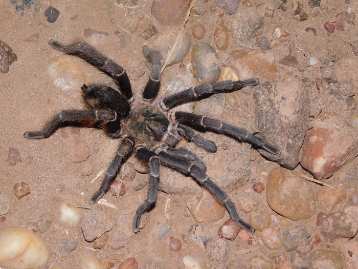 Tarántula de la carretera _Eupalaestrus weijenberghi_ en Bella Unión. · Foto: Sebastián Gómez Barboza Silveira (NaturalistaUY)
