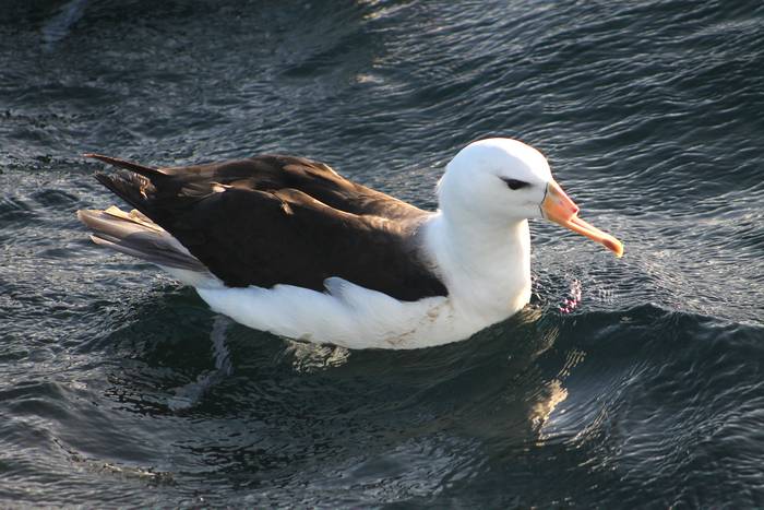 Albatros con el pico mutilado.
Foto: Nicholas Daudt 