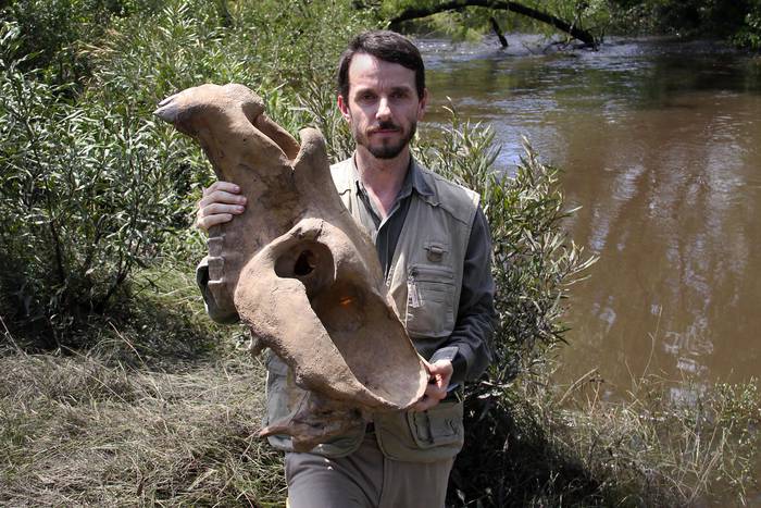 A orillas del arroyo Bequeló, el paleontólogo Andrés Rinderknecht sostiene el cráneo de un toxodonte,
animal extinto de la megafauna.  · Foto: Alejandro Mazza