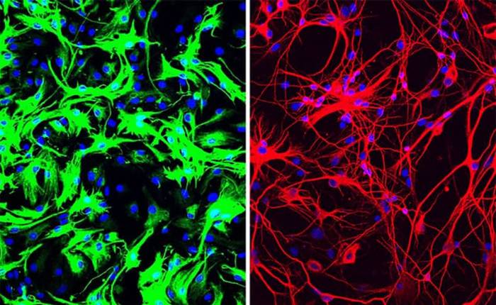 Astrocitos de ratón (en verde) y neuronas convertidas a partir de astrocitos (rojo). Foto: Universidad de California, San Diego.