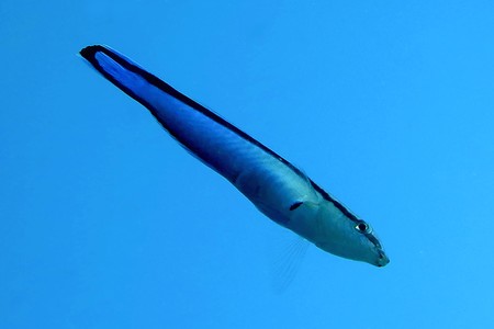Labroides dimidiatus.
· Foto: Frédéric Ducarme Labroides dimidiatus.
· Foto: Frédéric Ducarme