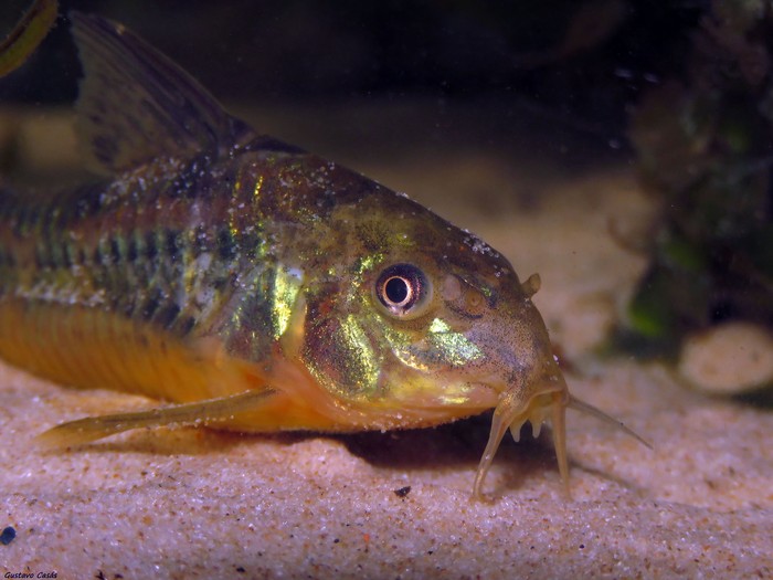 _Hoplisoma paleatum_ en Costa de Oro. · Foto: Gustavo Casás (NaturalistaUy)