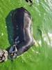 ciencia 2 nca del Río Negro compartida en redes