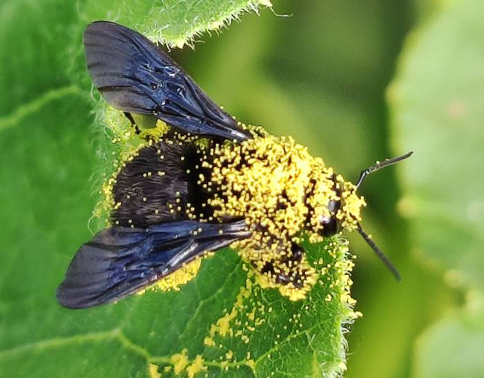 Abejorro lleno de polen de zapallito. · Foto: Ciro Invernizzi