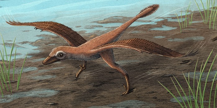 _Dromaeosauriformipes rarus_ corriendo con asistencia de sus alas. 
Ilustración de Alex Boersma (PNAS)