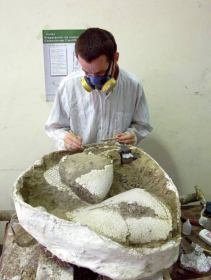 El paleontólogo Andrés Rinderknecht con el fósil hallado en las costas de San José.