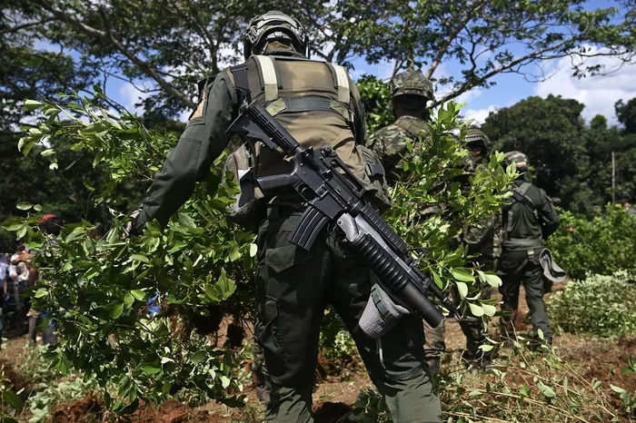Agentes de la policía colombiana trabajan para arrancar cultivos de coca, el 11 de junio en el departamento de Putumayo, Colombia. · Foto: Raúl Arboleda, AFP