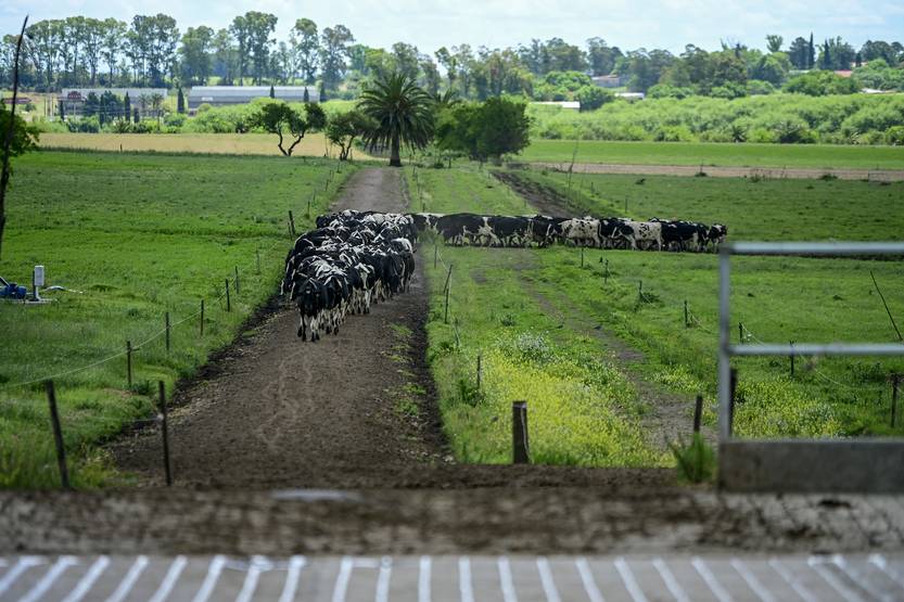 20251106 agropecuaria queso colonia3