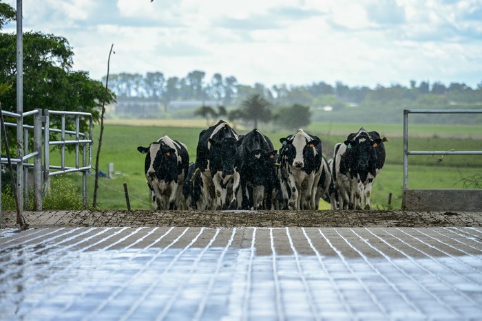 Tambo de la Quesería La Cumbre, en la zona rural de Nueva Helvecia. · Foto: Ignacio Dotti