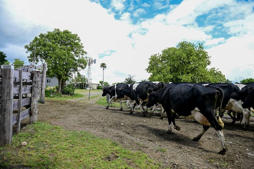 20251106 agropecuaria queso colonia8