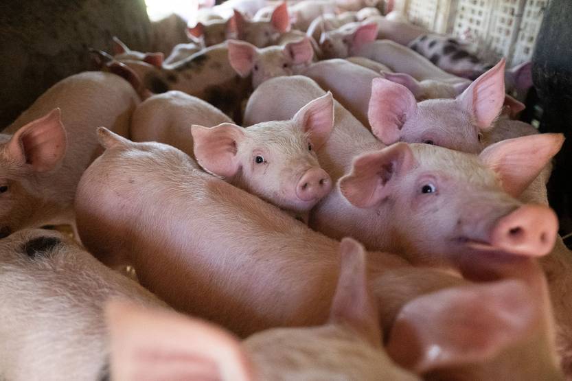 20250924 AGRO cooperativas 02