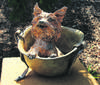 “Monumento dedicado a Smoky, el yorkie ayudante y a todos los perros de todas las guerras”, en Cleveland. Foto: Bertknot, Flickr “Monumento dedicado a Smoky, el yorkie ayudante y a todos los perros de todas las guerras”, en Cleveland. Foto: Bertknot, Flickr
