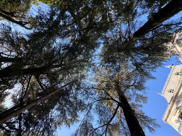 Foto principal del artículo 'Aprendiendo del verdor: una agenda que combina naturaleza y formación'