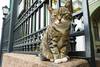 Gato del Hermitage. Foto: http://fotki.yandex.ru/users/ewwl/view/325997 Gato del Hermitage. Foto: http://fotki.yandex.ru/users/ewwl/view/325997