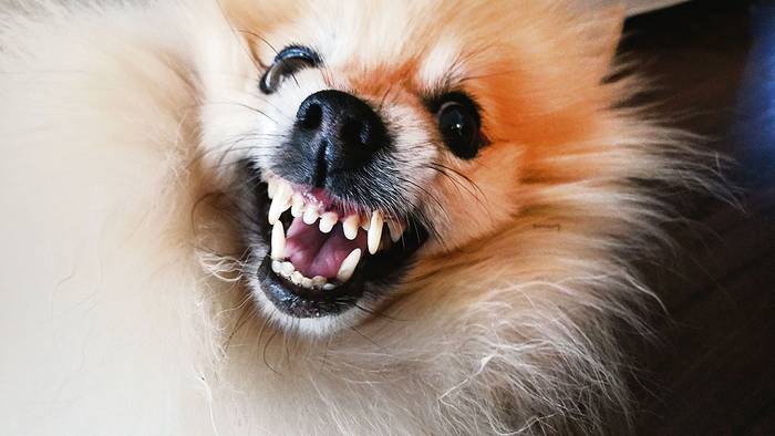 Foto principal del artículo 'Cómo saber si mi perro tiene tendencia a manifestar agresividad hacia mi familia'