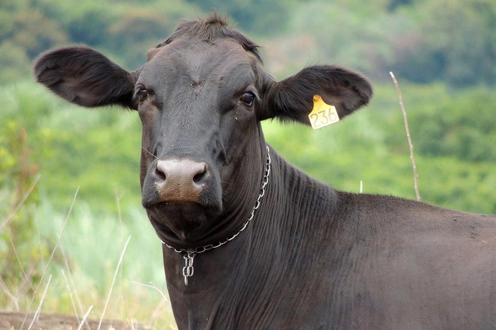 Foto principal del artículo 'Uruguay mira con atención el surgimiento de un caso de “vaca loca” en Brasil' · Foto: Vinicius Zero