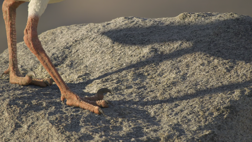 20251209 era hielo 6