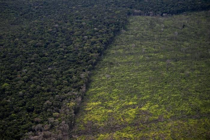 Deforestación en el estado de Amazonas, Brasil (archivo, junio de 2022). · Foto: Mauro Pimentel, AFP