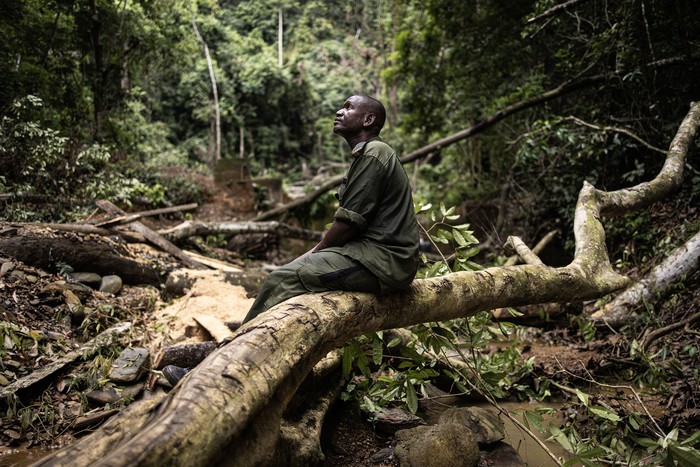 Guardabosque en un sitio de tala ilegal, en la reserva forestal de Kambui Hills, en Sierra Leona (archivo, junio de 2024). · Foto: John Wessells / AFP