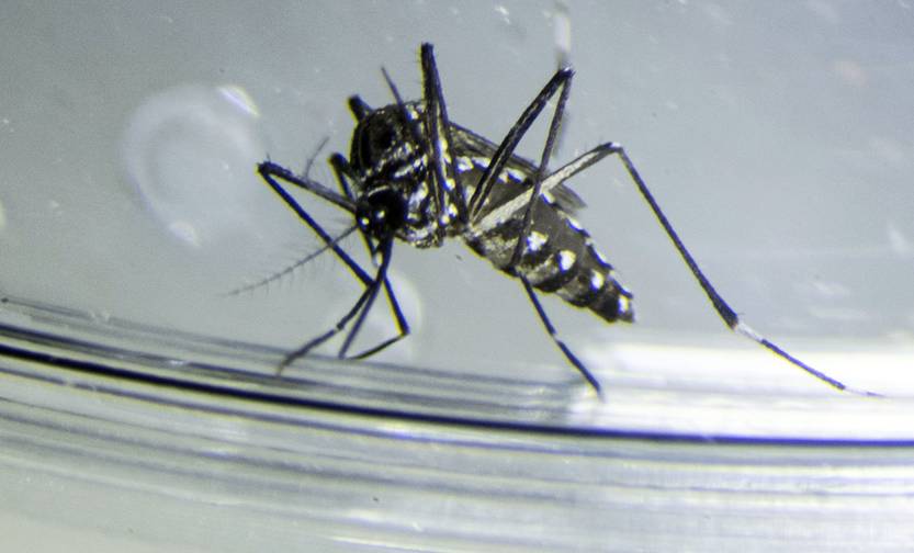 dengue RS3963_20240311ER_079