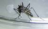 dengue RS3963_20240311ER_079