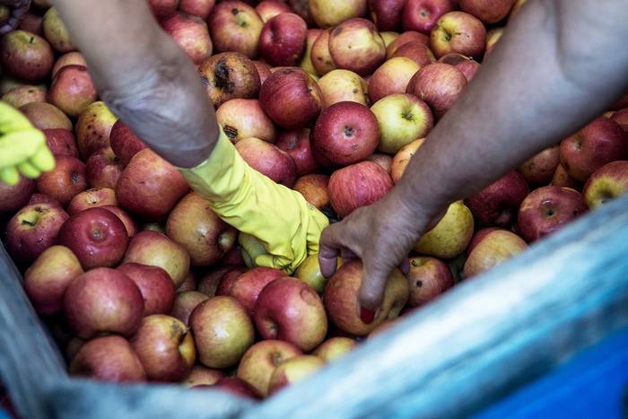 Trabajo voluntario de la ong Redalco, recuperando frutas en el Mercado Modelo (archivo, febrero de 2020). · Foto: Javier Calvelo, adhocFOTOS