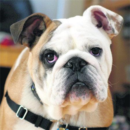Foto principal del artículo 'Bulldog: Cabezones tuneados' Foto principal del artículo 'Bulldog: Cabezones tuneados'