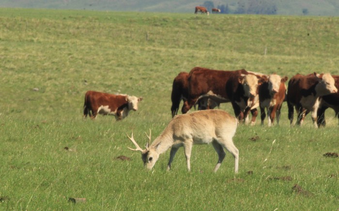 Venado de campo compartiendo pastizal con ganado en Tacuarembó. · Foto: Leo Lagos (NaturalistaUY)