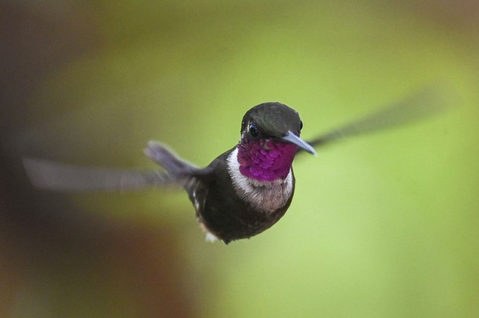 Colibrí de Mitchell, en Cali, Colombia. · Foto: Joaquín Sarmiento, AFP