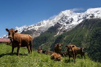 Monte Bietschhorn, en los Alpes suizos, el 30 de mayo. · Foto: Fabrice Coffrin, AFP