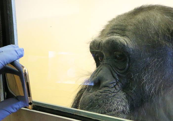 El chimpancé Rita mira un video de otro chimpancé bostezando en estudio sobre empatía. · Foto: Yerkes National Primate Research Center