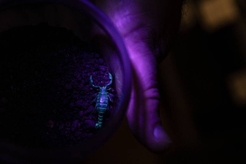 20250804 Bothriurus rochensis