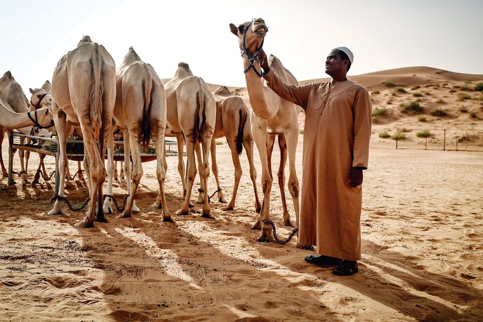Corral de camellos para competencia y transporte, en al-Ain, Emiratos Árabes Unidos, el 19 de julio. · Foto: Fadel Senna, AFP Corral de camellos para competencia y transporte, en al-Ain, Emiratos Árabes Unidos, el 19 de julio. · Foto: Fadel Senna, AFP