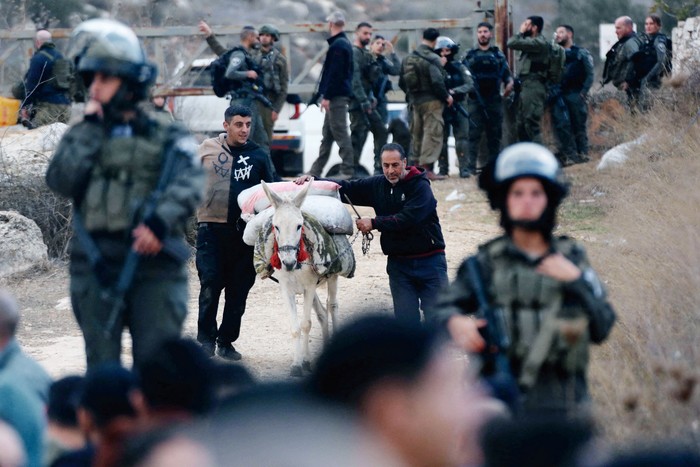 Agricultores palestinos abandonan los olivares tras la intervención de las fuerzas israelíes en la aldea de Salem, al este de Nablus, Cisjordania, el 28 de noviembre de 2024. · Foto: Nedal Eshtayah / AFP