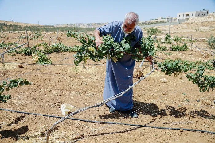 Nabil Al-Nawajaa en su viñedo, dañado y talado en la madrugada, el 8 de agosto de 2025, al sur de Hebrón, Cisjordania. · Foto: Mosab Shawer / AFP
