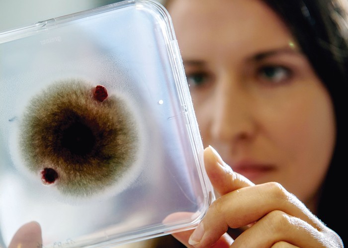Placa de Petri con hongos que infectan a las plantas y una bacteria presente en el suelo, en Halle, Alemania, en el laboratorio del Instituto de Ciencias Agrícolas y Alimentarias de la Universidad Martín Lutero. · Foto: Hendrik Schmidt / DPA / AFP Placa de Petri con hongos que infectan a las plantas y una bacteria presente en el suelo, en Halle, Alemania, en el laboratorio del Instituto de Ciencias Agrícolas y Alimentarias de la Universidad Martín Lutero. · Foto: Hendrik Schmidt / DPA / AFP