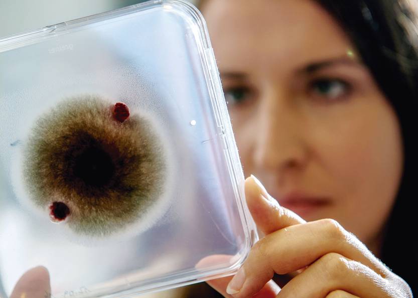 le monde 40 - ¿La próxima pandemia vendrá de los hongos?