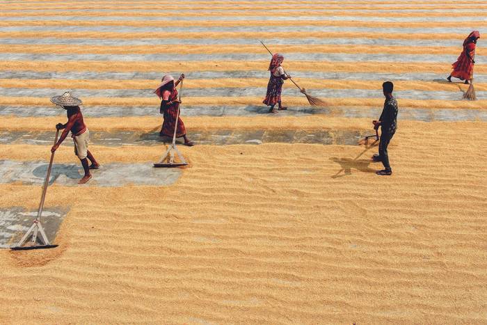 Durante la seca de granos de arroz al sol en un molino a 60 kilómetros de Calcuta, India, el 16 de marzo. · Foto: Debarchan Chatterjee / NurPhoto / AFP