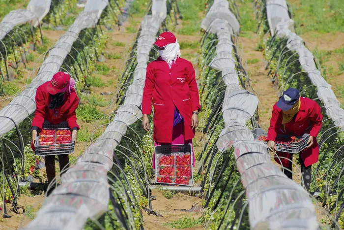 Trabajadoras agrícolas en un campo de frutillas de la provincia de Kenitra, Marruecos, el 8 de marzo de 2017. · Foto: Jalal Morchidi / AFP