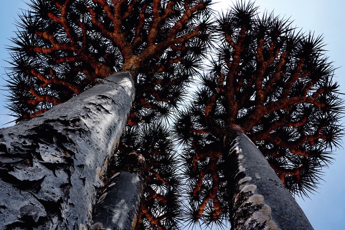 Ejemplares de _Dracaena cinnabari_ en la meseta de Diksam, en el centro de la isla yemení de Socotra, el 16 de abril de 2021. · Foto: Peter Martell / AFP