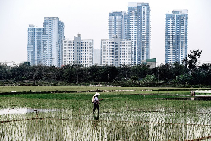 Campo de arroz, junto a altos edificios residenciales del centro de Hanói, Vietnam, el 6 de marzo de 2023. · Foto: Nhac Nguyen, AFP