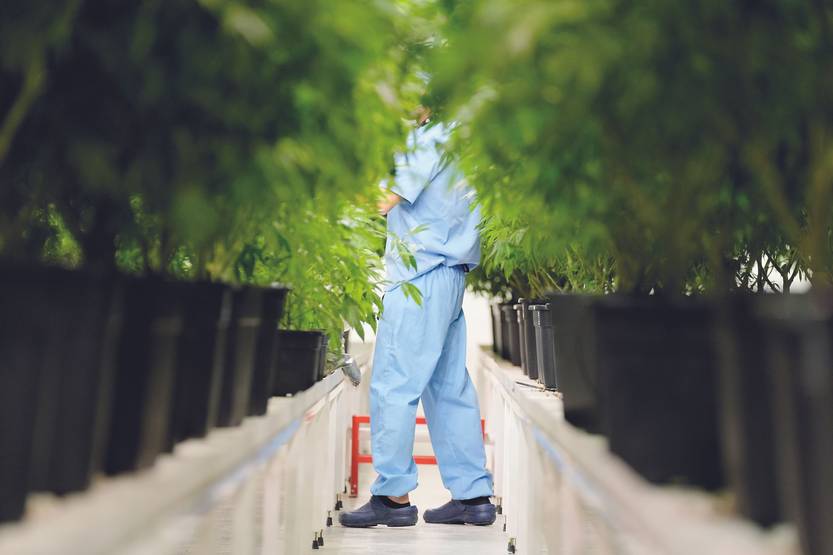 le monde 13 - El cannabis como producto