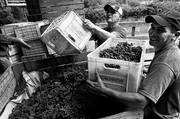 Enrique Machado y Miguel Lara descargan uva proveniente de un productor de la zona. /Foto: Sandro Pereyra