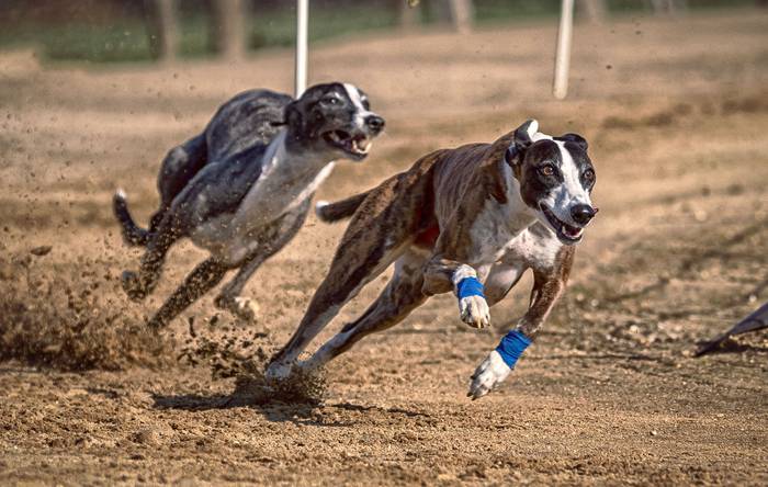 Foto principal del artículo 'El Poder Ejecutivo busca prohibir las carreras de perros' · Foto: Herbert Aust