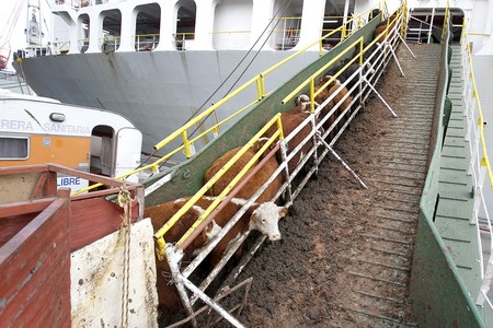 Embarque de ganado en pie, en el puerto de Montevideo (archivo, mayo de 2014). · Foto: Iván Franco Embarque de ganado en pie, en el puerto de Montevideo (archivo, mayo de 2014). · Foto: Iván Franco
