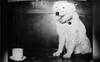 Foto principal del artículo 'Fernando, el perro chaqueño que inspiró a Alberto Cortez en su canción “Callejero”' Foto principal del artículo 'Fernando, el perro chaqueño que inspiró a Alberto Cortez en su canción “Callejero”'
