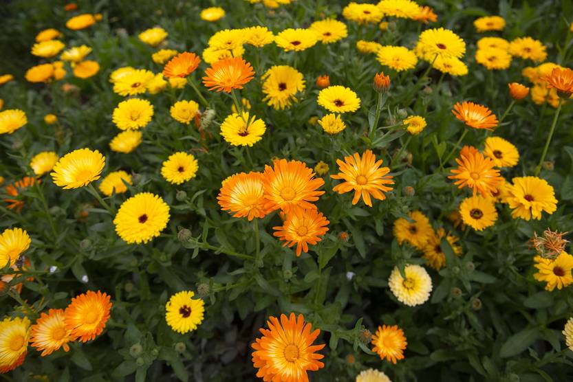flores RS137228_20221006AM_147