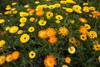 flores RS137228_20221006AM_147
